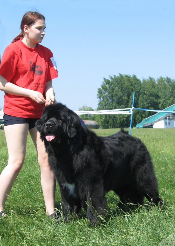 Фото: ньюфаундленд Malaya Medvedica iz Plemeni Kedra (Малая Медведица из Племени Кедра)