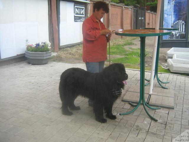 Фото: ньюфаундленд Arabella Doch' Vivata (Арабелла Дочь Вивата)