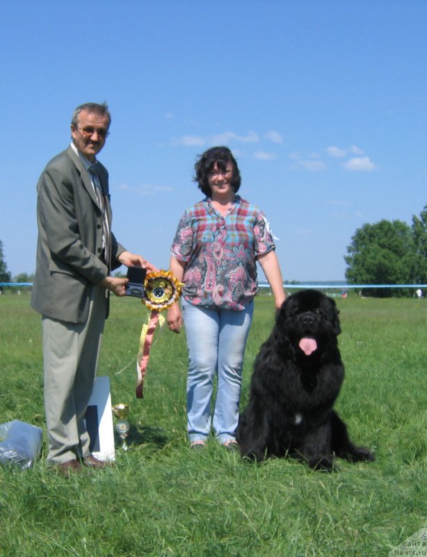 Фото: ньюфаундленд Radomir iz Plemeni Kedra (Радомир из Племени Кедра)