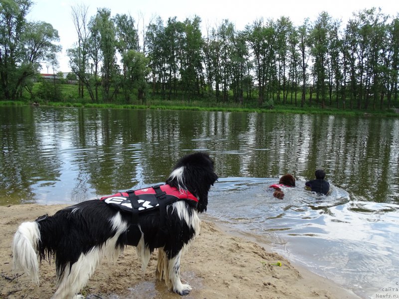 Фото: ньюфаундленд N'yufort Vivian (Ньюфорт Вивиан), ньюфаундленд CHernyiy SHarm Vellington (Черный Шарм Веллингтон), Galiya Gizatullina (Галия Гизатуллина)