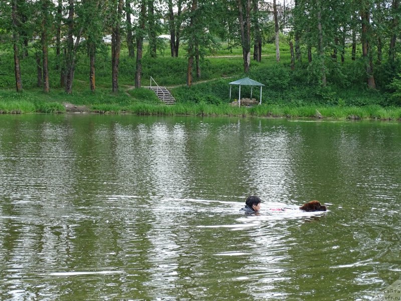Фото: ньюфаундленд N'yufort Vivian (Ньюфорт Вивиан), Galiya Gizatullina (Галия Гизатуллина)