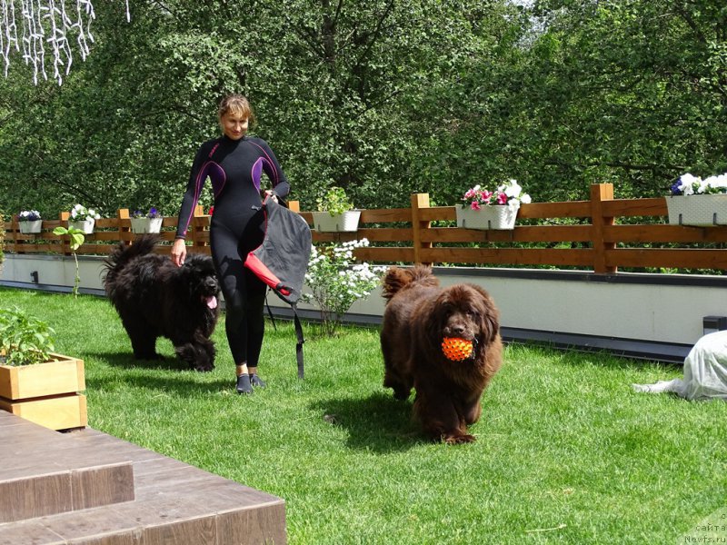 Фото: YEl'za CHernova (Эльза Чернова), ньюфаундленд N'yufort Vivian (Ньюфорт Вивиан), ньюфаундленд Baryishnya (Барышня)