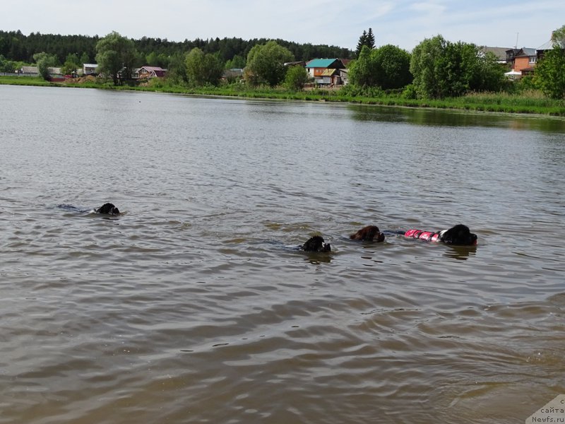 Фото: ньюфаундленд Piternyuf I Did It Again (Питерньюф И Дид Ит Агаин), ньюфаундленд Piternyuf Banzay (Питерньюф Банзай), ньюфаундленд N'yufort Vivian (Ньюфорт Вивиан), ньюфаундленд CHernyiy SHarm Vellington (Черный Шарм Веллингтон)