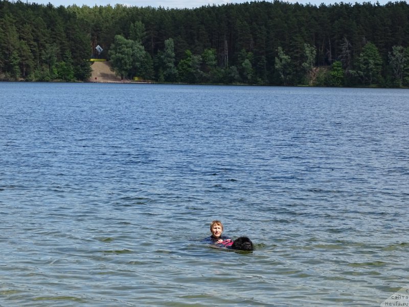 Фото: ньюфаундленд CHernyiy SHarm Vellington (Черный Шарм Веллингтон), YEl'za CHernova (Эльза Чернова)