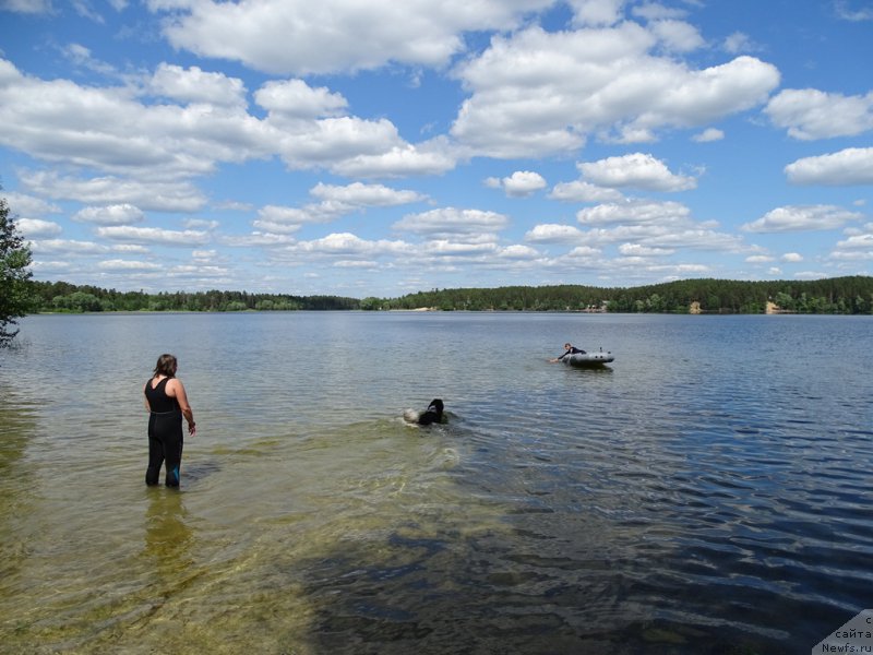 Фото: ньюфаундленд CHernyiy SHarm Vellington (Черный Шарм Веллингтон), Kseniya Semikova (Ксения Семикова), YEl'za CHernova (Эльза Чернова)