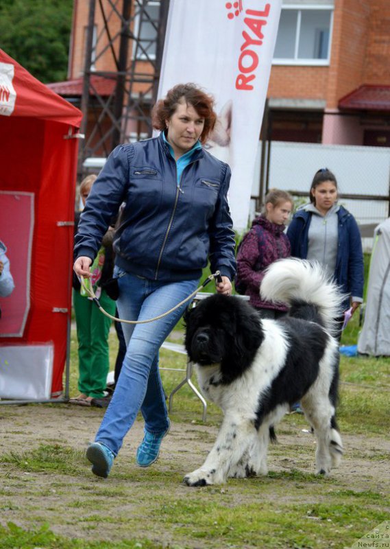 Фото: ньюфаундленд Stepnaya Pal'mira Edinstvennyiy Moy (Степная Пальмира Единственный Мой)