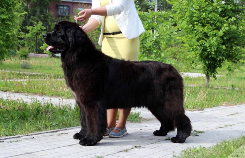 Фото: ньюфаундленд Egoza Deriza ot Sibirskogo Medvedja (Егоза Дериза от Сибирского Медведя)