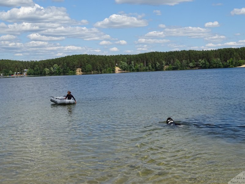 Фото: ньюфаундленд CHernyiy SHarm Vellington (Черный Шарм Веллингтон), YEl'za CHernova (Эльза Чернова)