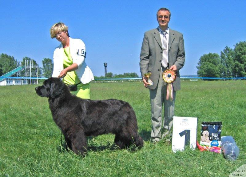 Фото: ньюфаундленд Egoza Deriza ot Sibirskogo Medvedja (Егоза Дериза от Сибирского Медведя)