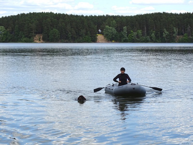 Фото: Galiya Gizatullina (Галия Гизатуллина), ньюфаундленд N'yufort Vivian (Ньюфорт Вивиан)