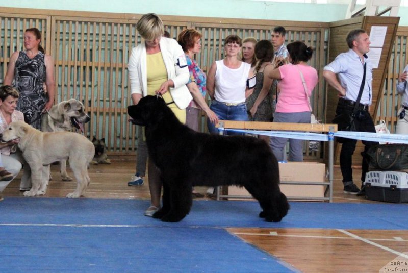 Фото: ньюфаундленд Egoza Deriza ot Sibirskogo Medvedja (Егоза Дериза от Сибирского Медведя)