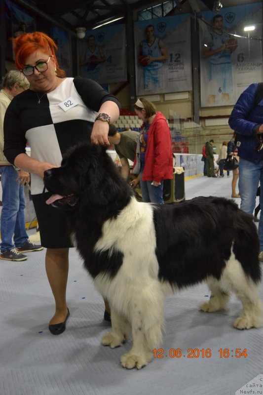 Фото: ньюфаундленд Akvian Song Karamel' (Аквиан Сонг Карамель)