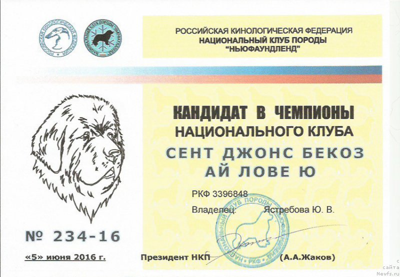 Фото: ньюфаундленд Sent Djons Bekoz Ay Love YU (Сент Джонс Бекоз Ай Лове Ю)