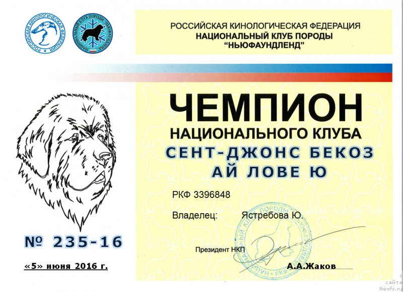 Фото: ньюфаундленд Sent Djons Bekoz Ay Love YU (Сент Джонс Бекоз Ай Лове Ю)