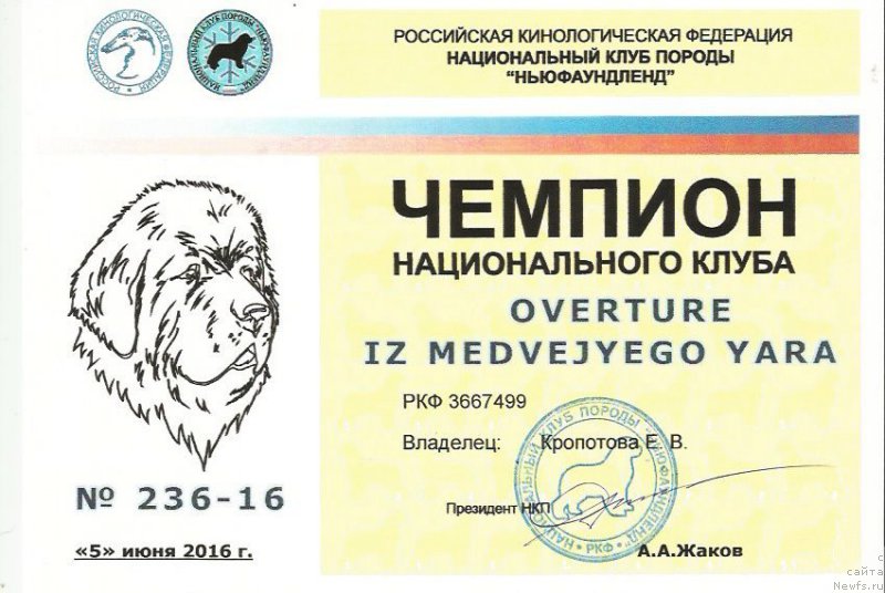 Фото: ньюфаундленд Overture iz Medvejyego Yara (Увертюра из Медвежьего Яра)