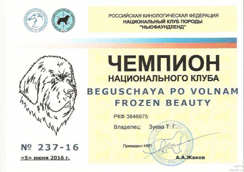 Фото: ньюфаундленд Beguschaya po Volnam Frozen Beauty (Бегущая по Волнам Фрозен Веату)