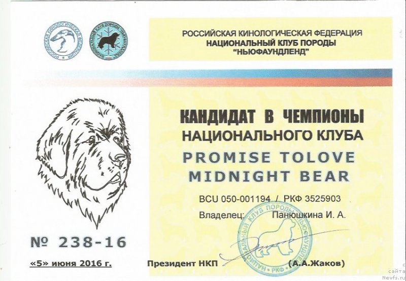 Фото: ньюфаундленд Promise To Love Midnight Bear (Promise To Love Midnight Bear)