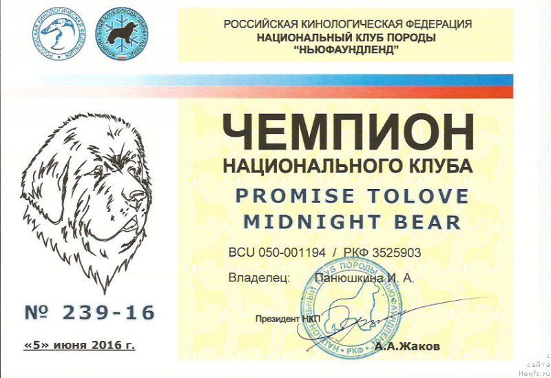 Фото: ньюфаундленд Promise To Love Midnight Bear (Promise To Love Midnight Bear)