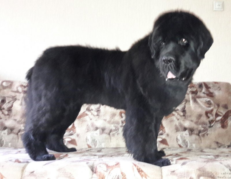 Фотография № 208853