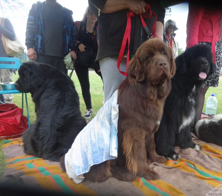 Фото: ньюфаундленд Funnewf Avalon (Фанньюф Авалон)