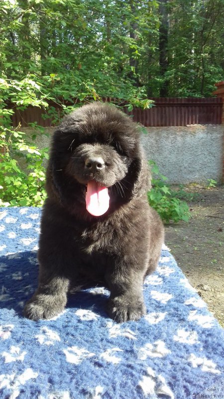 Фотография № 208861