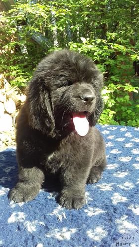 Фото: ньюфаундленд Super Premium Cirius (Супер Премиум Цириус)