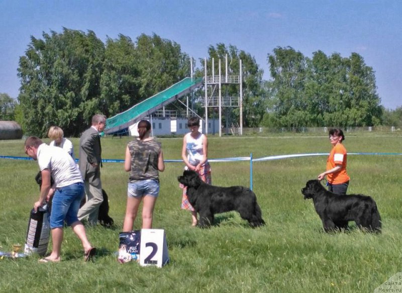 Фото: ньюфаундленд Aquatoriya Kelvin Avanturist (Акватория Келвин Авантюрист), ньюфаундленд Huode Shen Afina (Хуодэ Шень Афина)