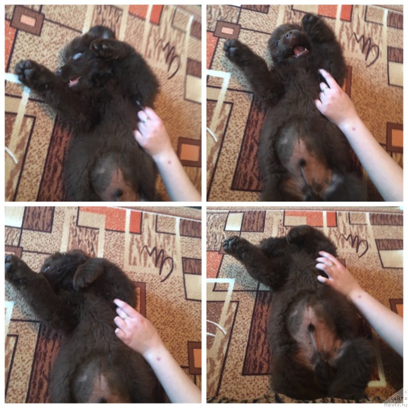 Фото: ньюфаундленд Braunblad MSK Ben-Ami Lon (Браунблад МСК Бен-Ами Лон)