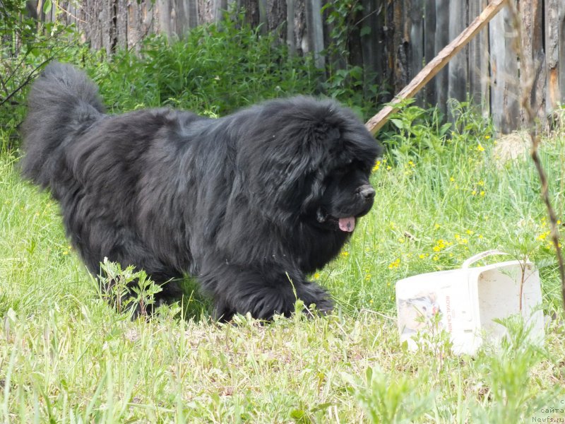 Фото: ньюфаундленд N'yufort Banderas (Ньюфорт Бандерас)