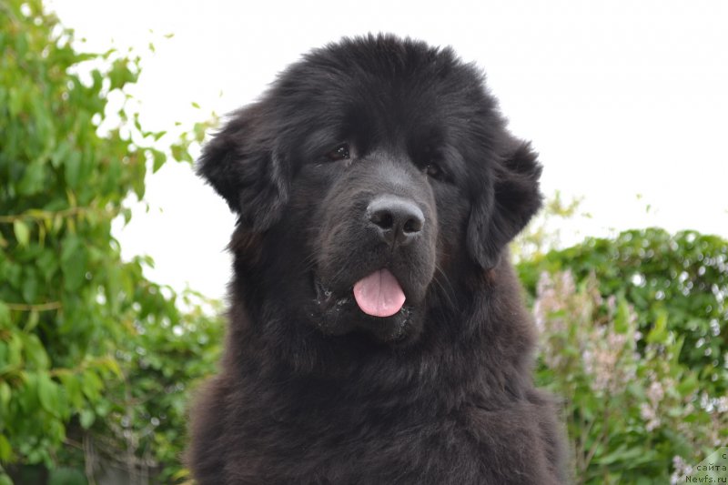Фото: ньюфаундленд Russkaya Skazka (Русская Сказка)