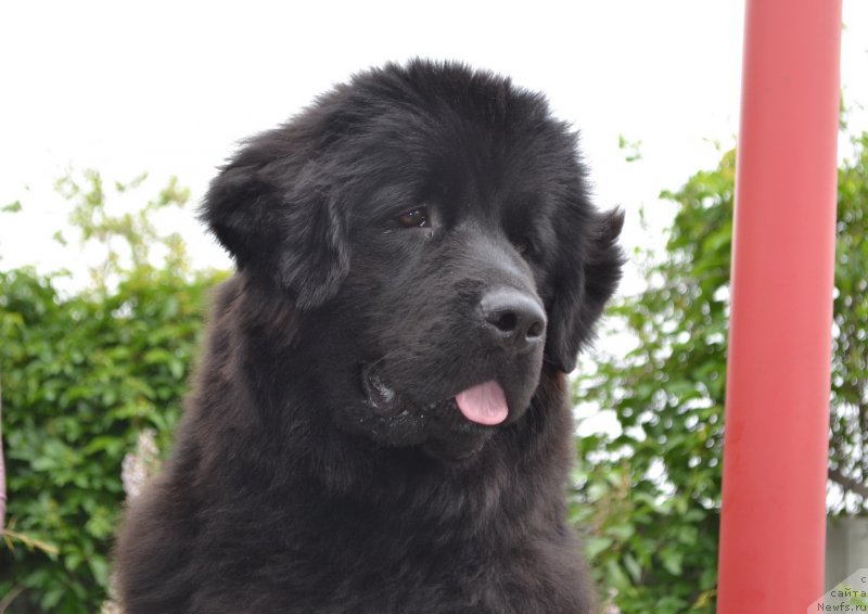 Фото: ньюфаундленд Russkaya Skazka (Русская Сказка)