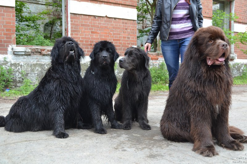 Фото: ньюфаундленд Ocharovatelnaya Feya ot Laskovogo Delphina (Очаровательная Фея от Ласкового Дельфина), ньюфаундленд Russkaya Skazka (Русская Сказка), ньюфаундленд Talisman Morya Lyend Rover (Талисман Моря Лэнд Ровер), ньюфаундленд Aquatoriya Kelvin Riverdance (Акватория Келвин Риверданс)