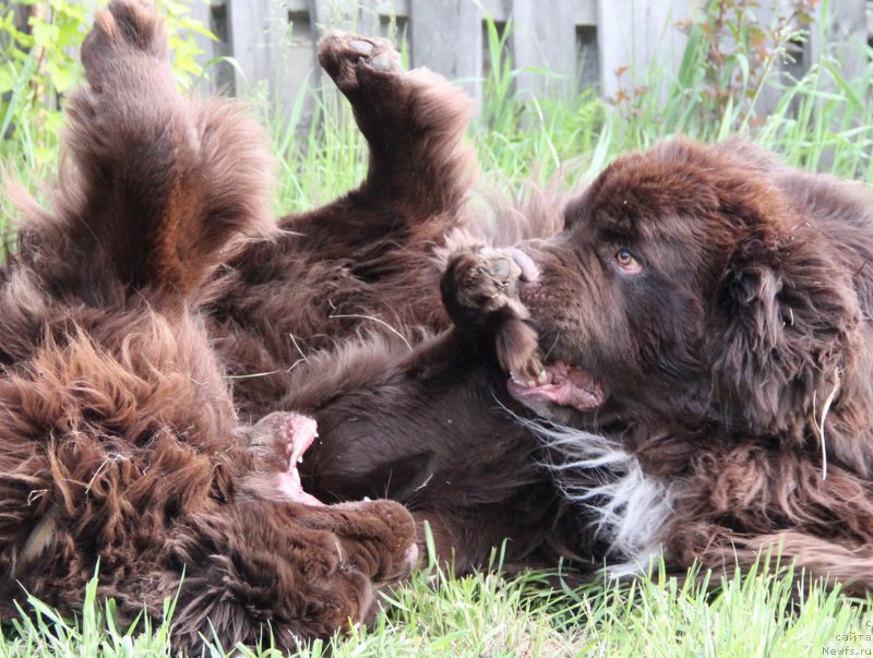 Фото: ньюфаундленд N'yufort Vashe Velichestvo Brabus (Ньюфорт Ваше Величество Брабус), ньюфаундленд Obush SHed YAntarnyiy Poceluy (Обуш Шед Янтарный Поцелуй)