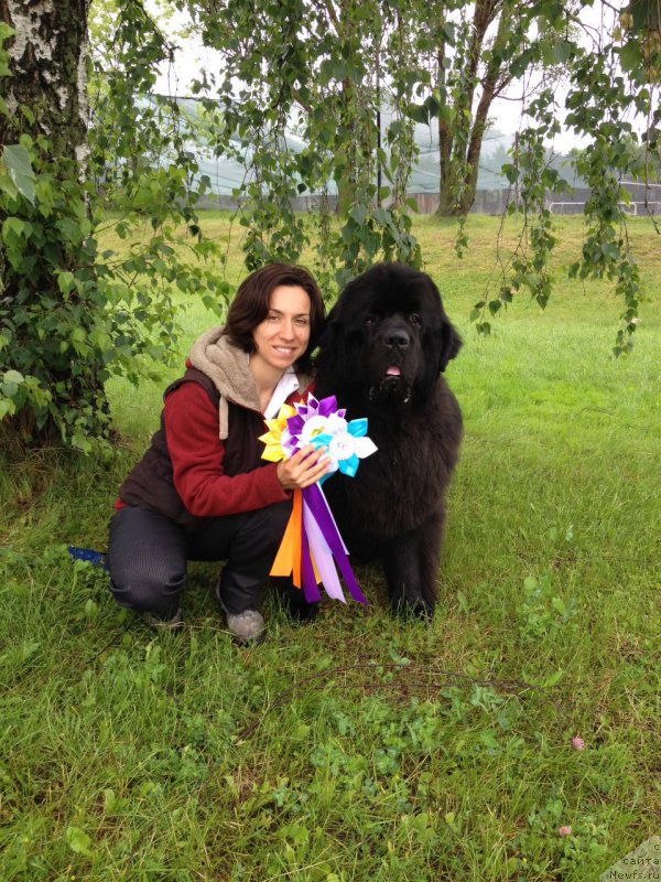 Фото: ньюфаундленд Aquatoriya Kelvin Yuventus (Акватория Келвин Ювентус), Aleksandra Fetisova (Александра Фетисова)