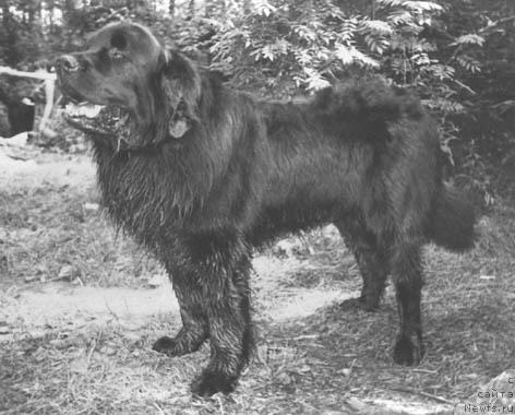 Фото: ньюфаундленд YAn Dinvol'f (Ян Динвольф)