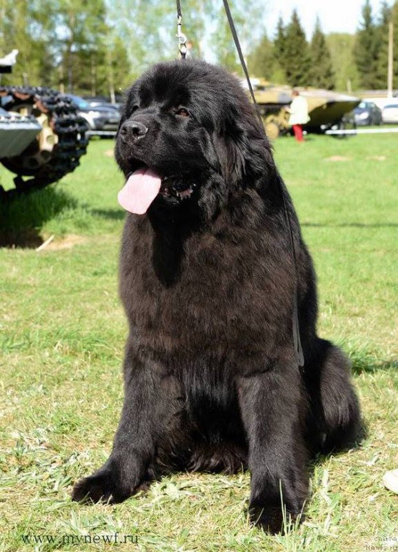 Фото: ньюфаундленд Smigar Yungfrau Yuliana (Смигар Юнгфрау Юлиана)