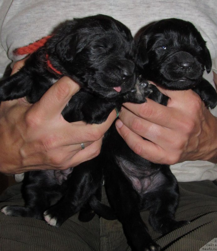 Фотография № 208910