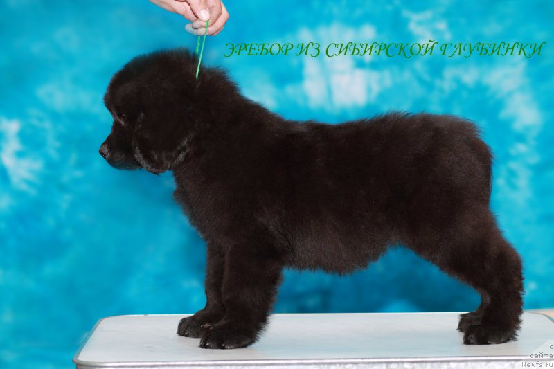 Фото: Stanislav Razuvaev (Станислав Разуваев)