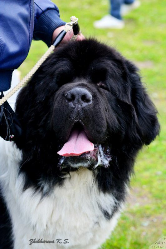 Фото: ньюфаундленд Stepnaya Pal'mira Edinstvennyiy Moy (Степная Пальмира Единственный Мой)