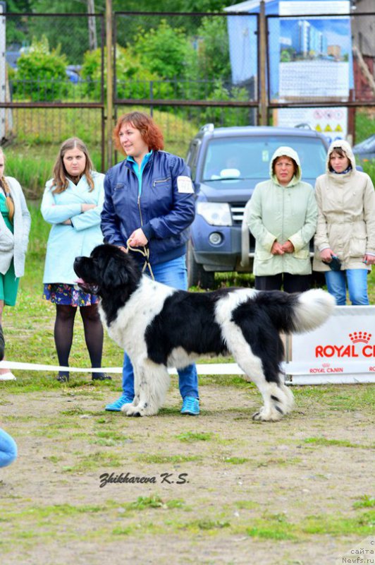 Фото: ньюфаундленд Stepnaya Pal'mira Edinstvennyiy Moy (Степная Пальмира Единственный Мой)