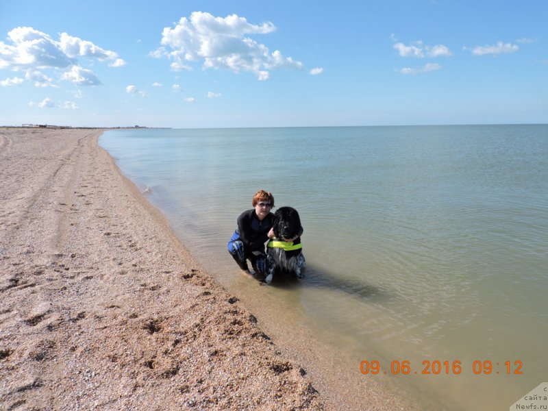 Фото: ньюфаундленд Skazochnaya Kroha SHampan' (Сказочная Кроха Шампань)