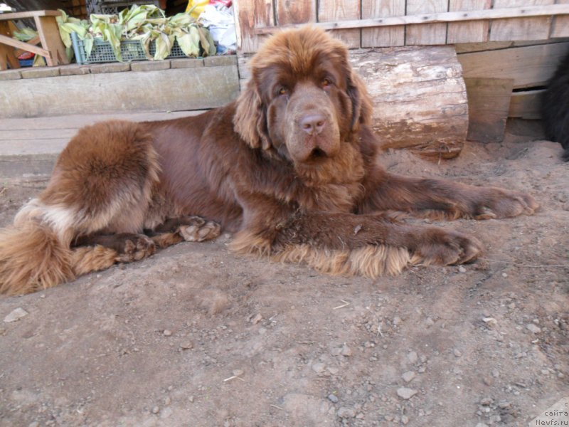 Фото: ньюфаундленд Aquatoriya Kelvin Virineya (Акватория Келвин Виринея)