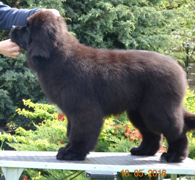 Фото: Absolute Winner Midnight Bear