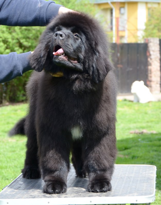 Фото: Absolute Winner Midnight Bear