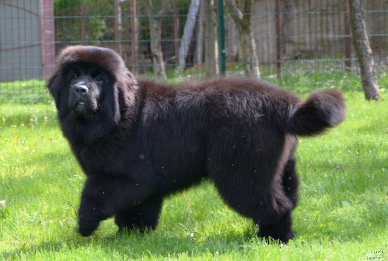 Фото: Absolute Winner Midnight Bear