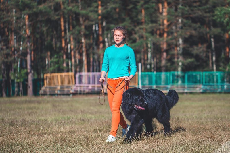 Фото: ньюфаундленд P'er Livi (Пьер Ливи)