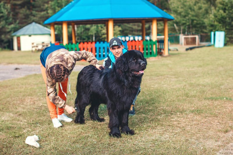 Фото: ньюфаундленд P'er Livi (Пьер Ливи)