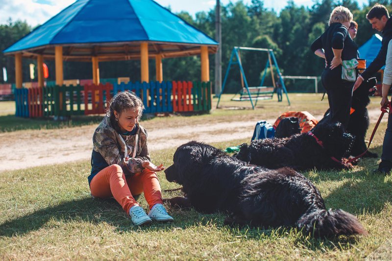 Фото: ньюфаундленд P'er Livi (Пьер Ливи)