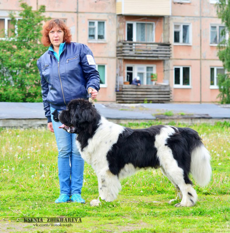 Фото: ньюфаундленд Stepnaya Pal'mira Edinstvennyiy Moy (Степная Пальмира Единственный Мой)