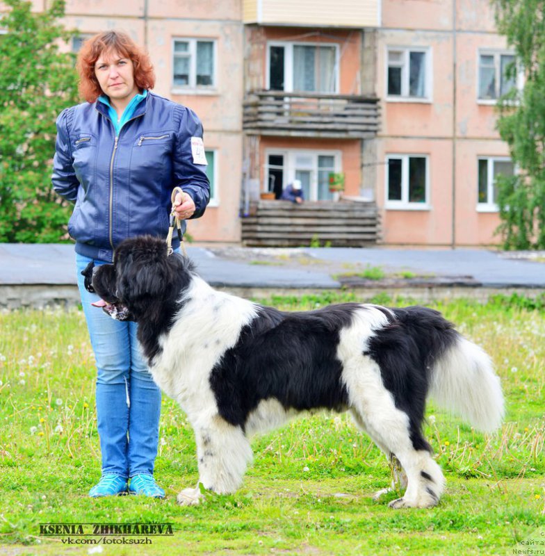 Фото: ньюфаундленд Stepnaya Pal'mira Edinstvennyiy Moy (Степная Пальмира Единственный Мой)